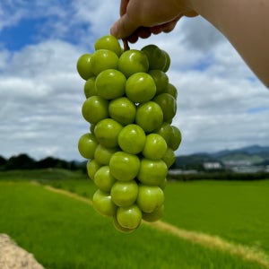 상주 샤인머스켓 현재농장 고당도 포도 선물세트 2kg