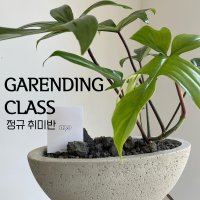 취미 가드닝 클래스 관엽 선인장 분재 수경 4회 과정