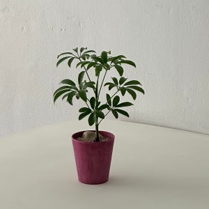 홍콩야자 테이블 인테리어식물 샌드스톤 플랜테리