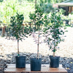 꽃담은나무 구아바나무 외목대 대형 결실주 집들이선물 거실화분 식물키우기 반려식물 귤나무