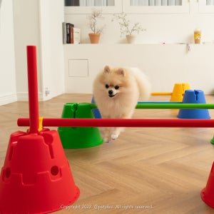 강아지 허들 어질리티 S 운동기구 훈련용품 장애물 놀이