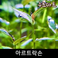 아르트락손 25줄기