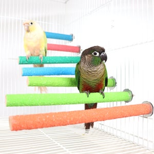 앵무새 갓성비 횃대 다양한 크기 색상랜덤 새 새장 용품 장난감 새 훈련 모란 왕관 코뉴어 퀘이커