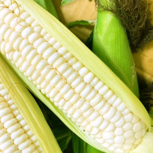 강원도 햇 찰옥수수 삶은옥수수 미백