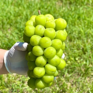 샤인머스켓 2kg 망고포도 고당도 씨없는 포도 3kg 4kg 애플 청포도 선물세트 김천