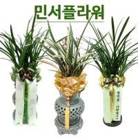 삼척 승진난 영전난 동양란 취임화분