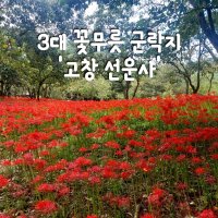 무궁화호 군산 고군산군도 선유도 + 고창 선운사 상사화 꽃무릇 축제 코레일 기차 열차 꽃 관광 여행 국내