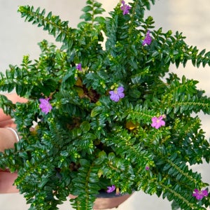 쿠페아 구피아 후페아 실내공기정화식물 사계절 꽃 반려식물 10cm 대성식물