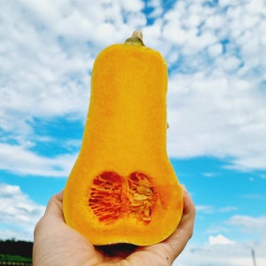 땅콩호박 3kg 버터넛스쿼시 농장직송