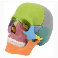 두개골 모형 해골 뼈모형 인체 해부 머리 얼굴 컬러