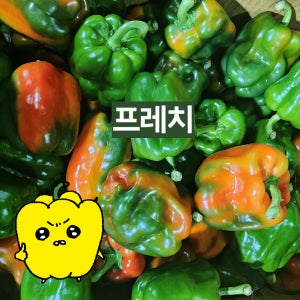 프레치 국내산 반홍피망 반불피망