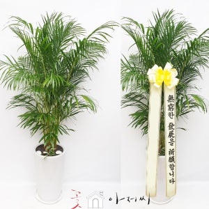 공기정화 아레카야자