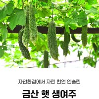 국내산 충남 금산 햇 생여주 10kg 직송 여주차 열매 생생정보마당 산지직송