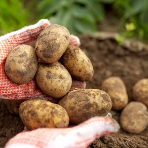 2026년 친환경 마음밭 국내산 무농약 이유식 수미 수막 햇감자 5kg 10kg