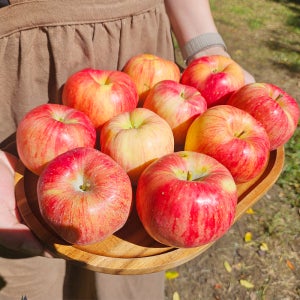 경북 꿀사과 안동 청송 문경 맛있는 못난이 흠집 흠과 한박스