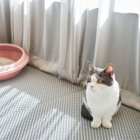 엘리샤펫 볼록이 모래매트 대형 고양이 화장실 -인증