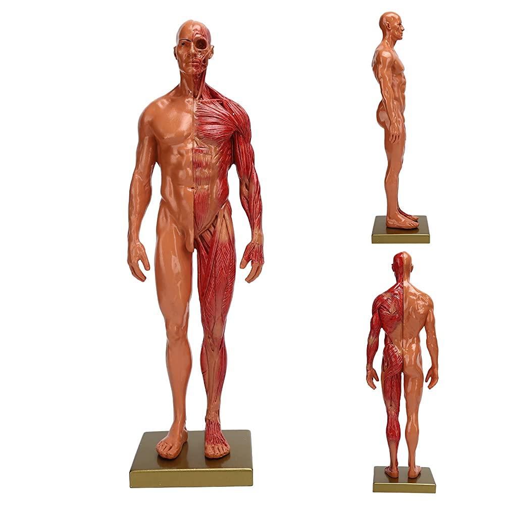 YUYTE 인체 모델 30cm / 11.8인치 해부학 및 신체 구조 애호가를 위한 피트니스 의사 추자