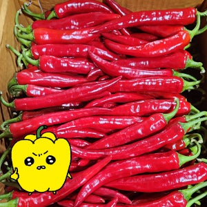 프레치 국내산 건조용 홍고추 10kg