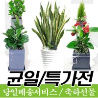 계룡시화분배달 전국배달 개업 사무실 식당