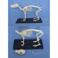 동물 뼈모형 강아지 소형견 해부학 표본 전시 수의학