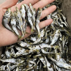 솔치 청어새끼 남해 다시 멸치 국물용 육수 멸치 찍음 1.5kg