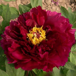 목단나무 묘목 1지 목윤절윤 (개화주) 모란꽃 목단