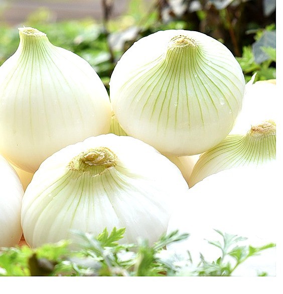 [당일작업] 햇 <b>양파</b> 깐<b>양파</b> 5kg 국내산 산지직송