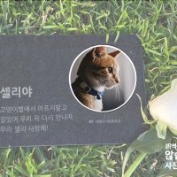 강아지 무덤 강아지묘비 강아지비석 반려묘 반려견 반려동물(사진만제작합니다) 팻포미