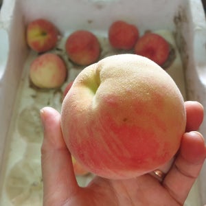 햇사레 복숭아 감곡 4kg 못난이 흠과 B급 파지 혼합사이즈 백도 황도 딱딱이 사이즈 랜덤