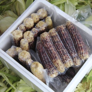 강원 흑찰 냉동 옥수수[N배송상품]