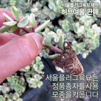 [허브여울모종] 아악무 모종 2개 1500원 (서울육묘생산 허브여울판매 정품다육모종/ 단품목 5000원 이상배송가능)