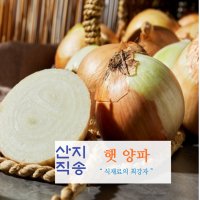 국산 햇양파 자색양파 3kg 밀양 창녕 무안 산지직송