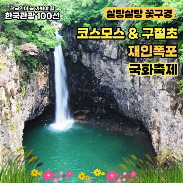 [파주연천] 10/4 9확정 국화축제 구절초 재인폭포출렁다리 코스모스 전곡시장 당일버스여행