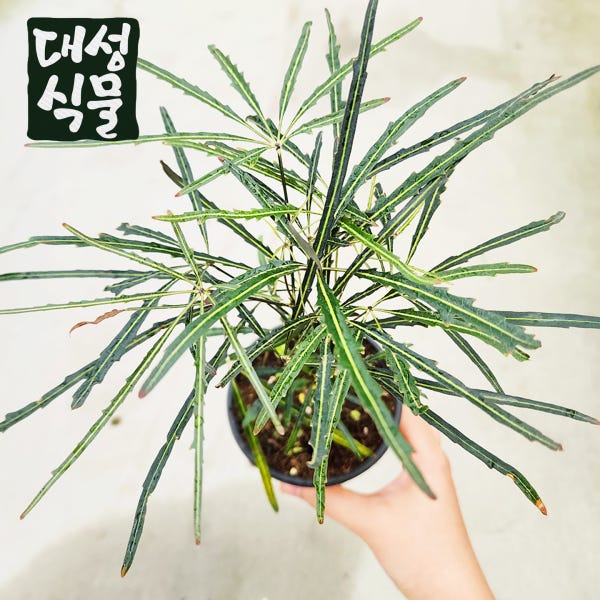아랄리아 아라리아 아라리오 디지고데카 감성 반음지 공기정화식물 인테리어 대성식물