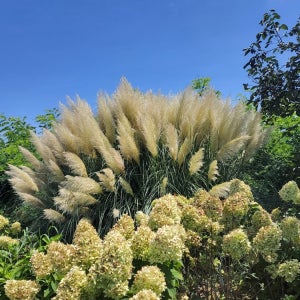 50%할인 10개 - 팜파스그라스 왜성종 라임색 -15호