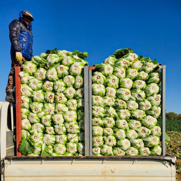 [김장예약] 친환경 직접 재배, 직접 생산한 해남 무농약 김장 절임배추 20kg (무게 및 양념 선택 가능)