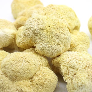 노루궁뎅이버섯 건조 노루궁댕이버섯 국내산 250g