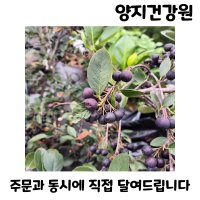 국내산 아로니아즙 60포 100ml