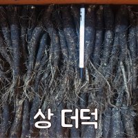 (상더덕) 산지직송 향긋하고 아삭한 햇 제주 더덕 1kg 생산자 직접판매