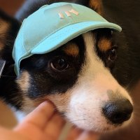 야구 애견 모자 스냅백 강아지 귀