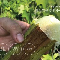 100% 국내산 천연수세미 만들기 키트 10cm 납작수세미