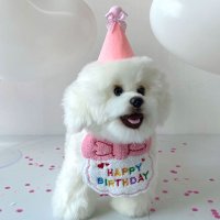 강아지턱받이 강아지스카프 고양이케이프 생일꼬깔세트