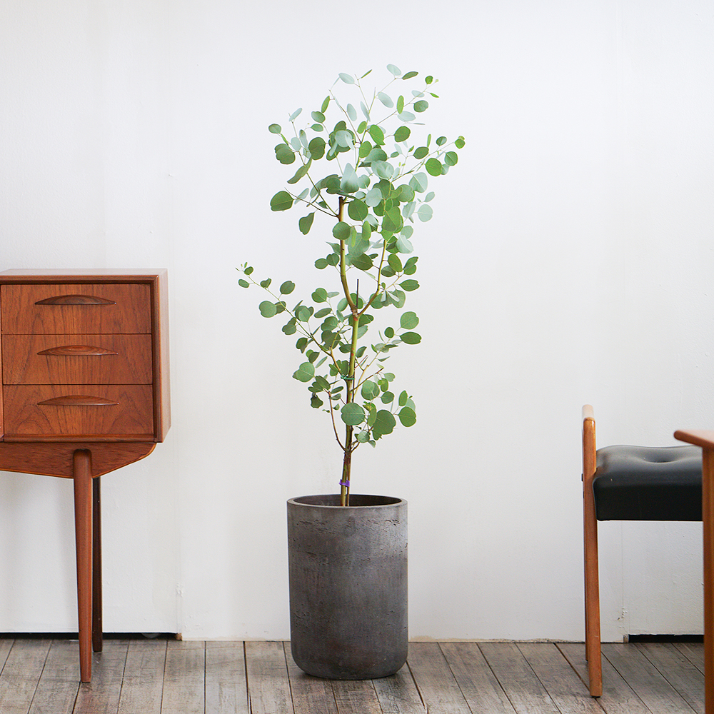 비염에 좋은 실내 공기정화식물 유칼립투스 모던화분