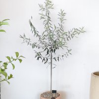 올리브나무B(토분 높이 150-160cm)