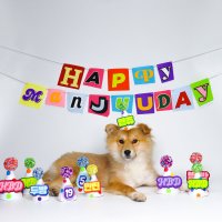 [암올셋] 원앤온리 가랜드 강아지 고양이 생일파티