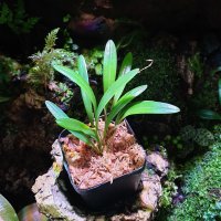 플레로탈리스 코스타리센시스 Pleurothallis costaricensis(착생란,오키다리움,소형난,부작난)