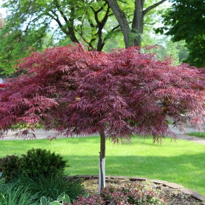 충북농원 공작단풍 단풍나무 묘목 - R5~R8 분묘 (용달비별도)