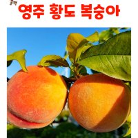 프리미엄 영주 황도 복숭아