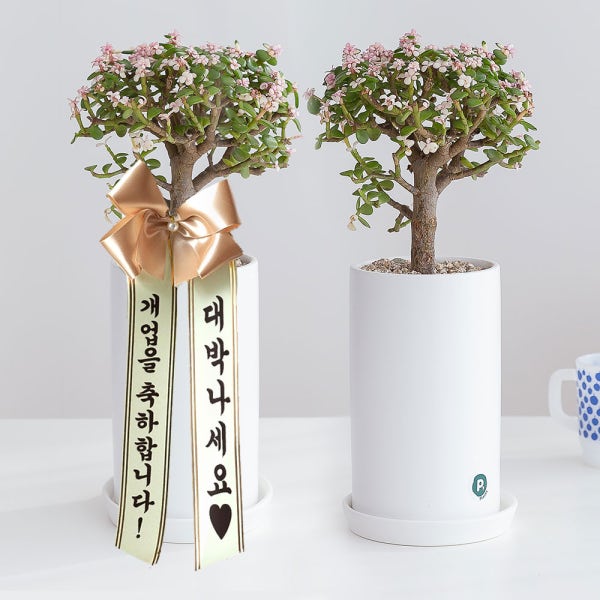 은행목 개업 축하 화분 배달 개업식 선물 집들이 거실화분 인테리어식물 꽃 중소형