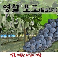 [리뷰 이벤트] 영월 김삿갓 포도 10kg 5kg 3kg(캠벨포도) 고당도 프리이엄포도